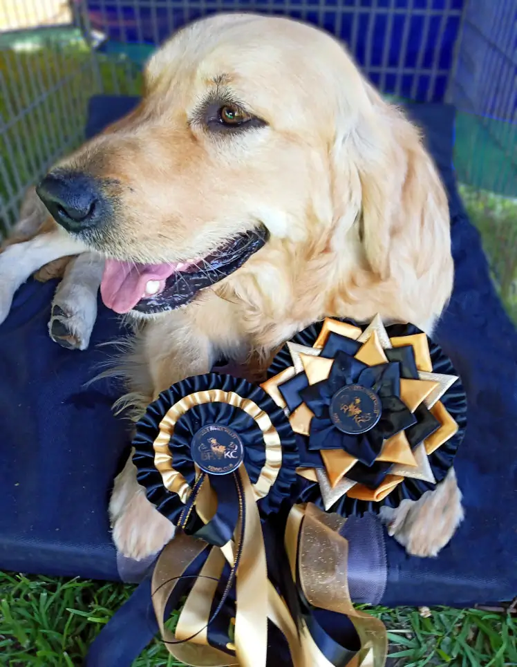 Golden retriever pups Cape Town