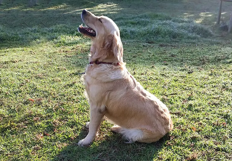 Golden retriever cape town