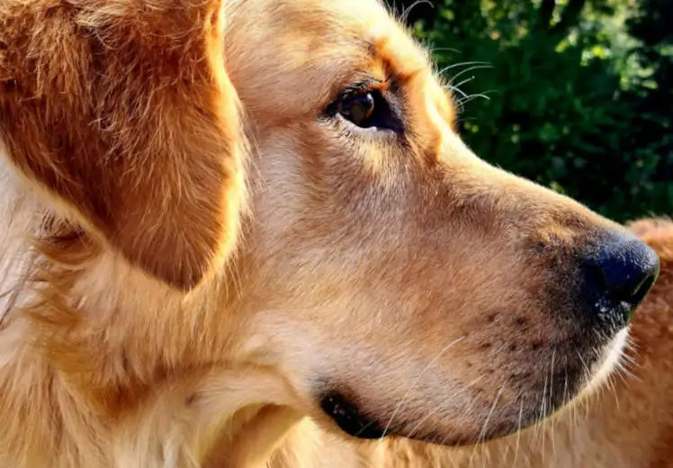 Golden retriever puppies Cape Town