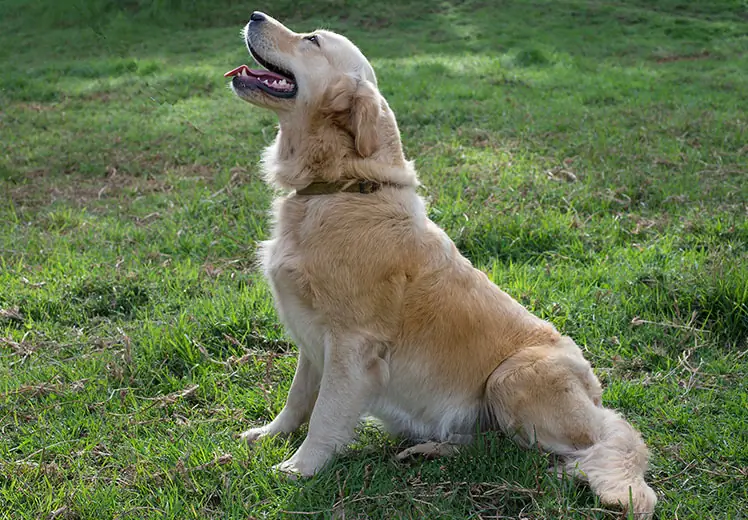 Golden retriever hermanus