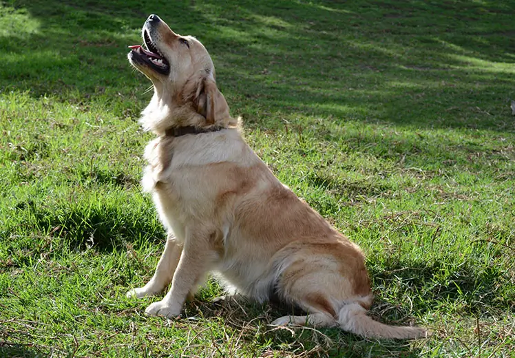 Golden retriever pups cape town