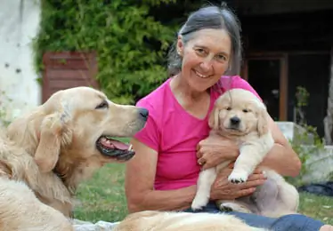 Golden retriever western cape