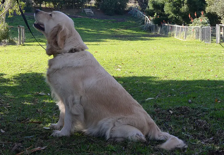 Golden retriever hermanus