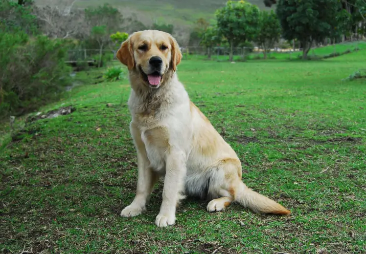 Golden retriever cape town