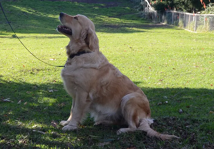 Golden retriever cape town