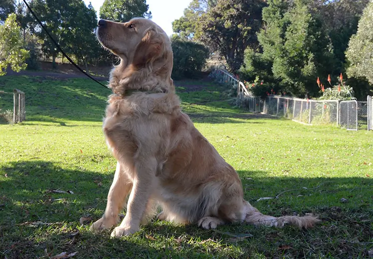 Golden retriever pups cape town