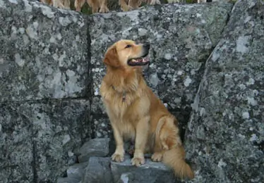 Golden retriever for sale western cape