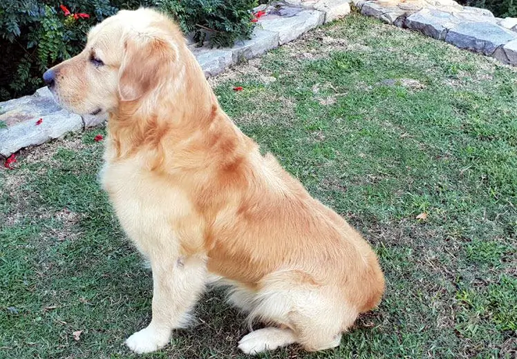 Golden retriever pups Cape Town