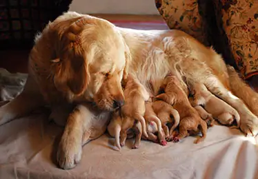 Golden retriever cape town