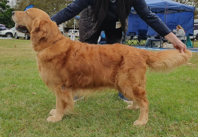 Golden retriever pups Cape Town