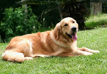 Golden retrievers for sale