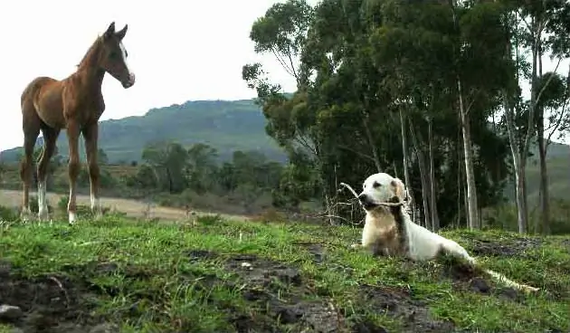 Bonyl Golden Retrievers and Crabbet Arabians