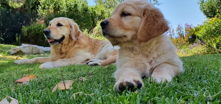 Golden Retriver father and son