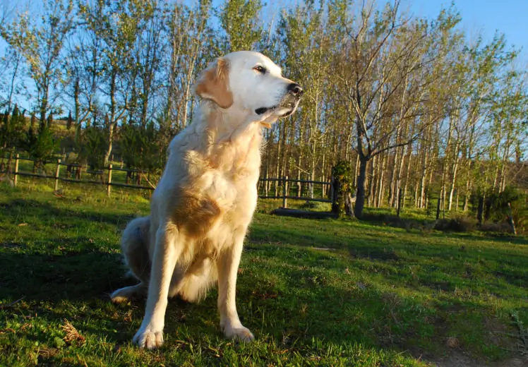 Bella-Donna of Bonyl