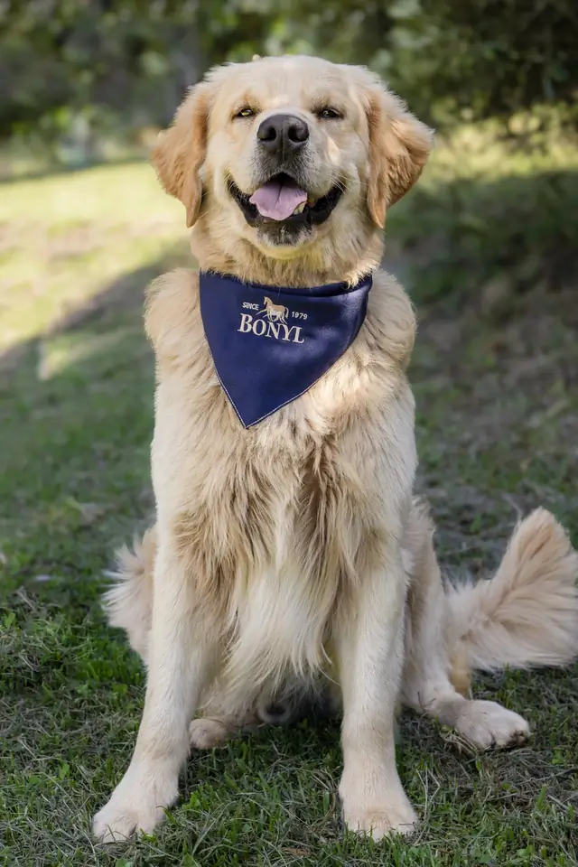 Bonyl Knox Cobolt