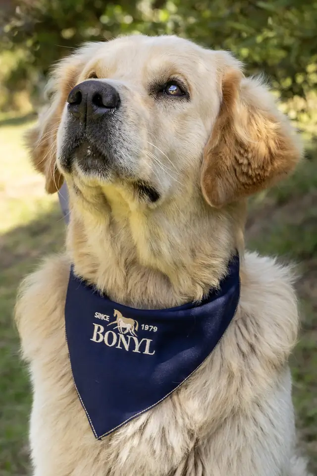 Bonyl Knox Cobolt